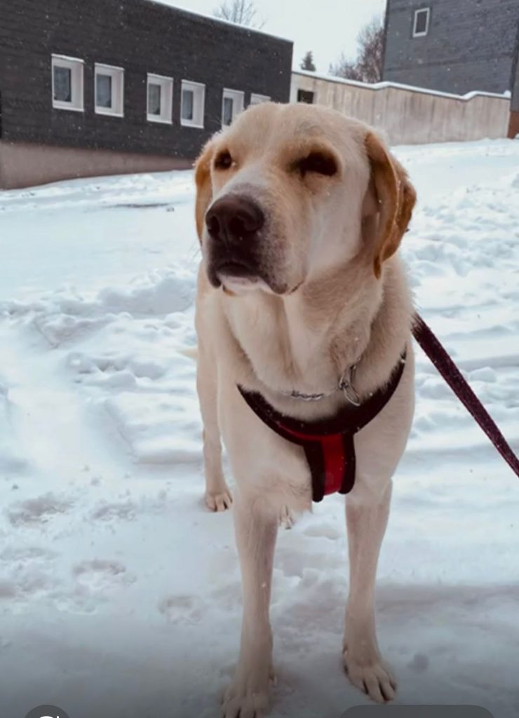 Notfall Acro sucht ein Zuhause